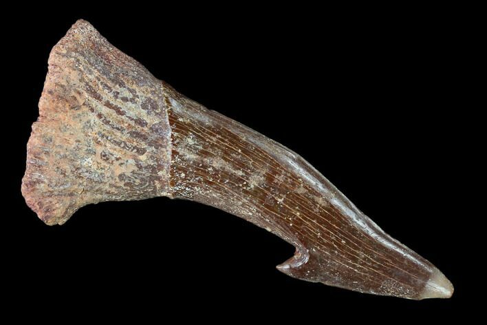 Fossil Sawfish (Onchopristis) Rostral Barb- Morocco #134997